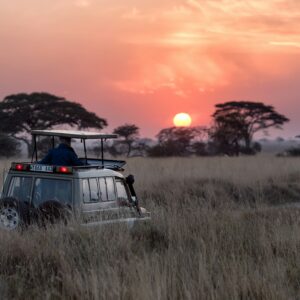 Leopard Safari